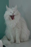 nickybaer_katzenfoto_201304_032