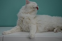 nickybaer_katzenfoto_201304_034