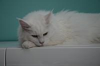 nickybaer_katzenfoto_201304_037