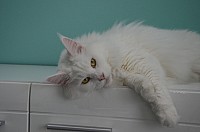 nickybaer_katzenfoto_201304_038