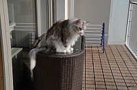 nickybaer_katzenfoto_201304_044