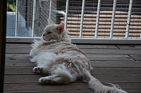 nickybaer_katzenfoto_201304_058