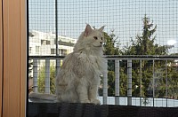 nickybaer_katzenfoto_201304_060