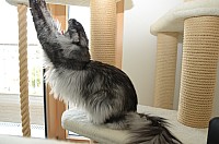 nickybaer_katzenfoto_201304_061