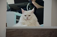 nickybaer_katzenfoto_201304_064