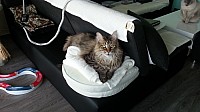 nickybaer_katzenfoto_201305_007