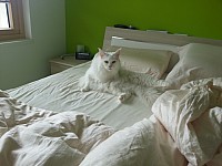 nickybaer_katzenfoto_201305_010
