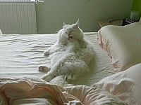 nickybaer_katzenfoto_201305_012