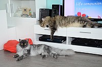 nickybaer_katzenfoto_201305_013