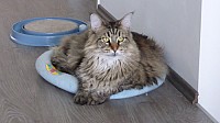 nickybaer_katzenfoto_201306_003