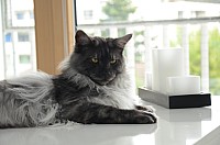 nickybaer_katzenfoto_201306_004