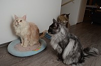 nickybaer_katzenfoto_201306_014