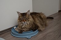 nickybaer_katzenfoto_201306_015