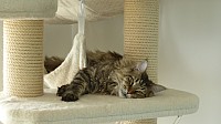 nickybaer_katzenfoto_201306_018