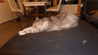 nickybaer_katzenfoto_201306_020