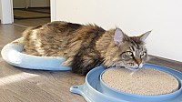 nickybaer_katzenfoto_201306_024