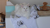 nickybaer_katzenfoto_201306_025