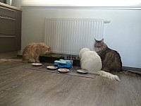 nickybaer_katzenfoto_201306_027