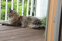 nickybaer_katzenfoto_201306_032