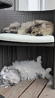 nickybaer_katzenfoto_201306_037