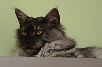 nickybaer_katzenfoto_201306_038