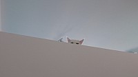 nickybaer_katzenfoto_201306_043