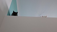 nickybaer_katzenfoto_201306_044