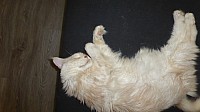 nickybaer_katzenfoto_201306_045