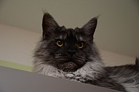 nickybaer_katzenfoto_201306_047