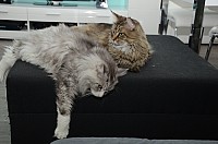 nickybaer_katzenfoto_201306_058