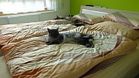 nickybaer_katzenfoto_201306_061