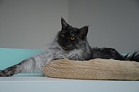 nickybaer_katzenfoto_201307_002