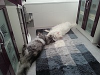 nickybaer_katzenfoto_201307_004