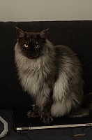 nickybaer_katzenfoto_201308_001