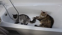 nickybaer_katzenfoto_201308_005