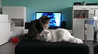 nickybaer_katzenfoto_201308_019