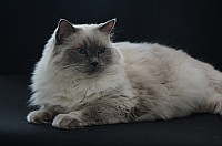 nickybaer_katzenfoto_201309_007