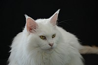 nickybaer_katzenfoto_201309_022