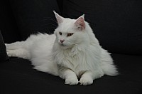 nickybaer_katzenfoto_201309_026