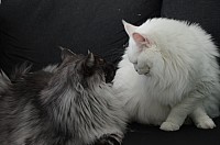 nickybaer_katzenfoto_201309_030