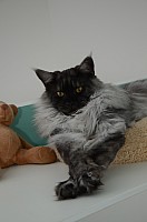 nickybaer_katzenfoto_201309_051