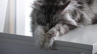 nickybaer_katzenfoto_201309_055