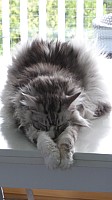 nickybaer_katzenfoto_201309_056