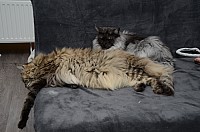 nickybaer_katzenfoto_201310_001