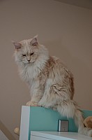 nickybaer_katzenfoto_201310_002