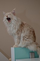 nickybaer_katzenfoto_201310_004