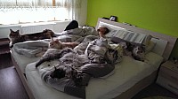 nickybaer_katzenfoto_201310_007