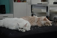 nickybaer_katzenfoto_201310_008
