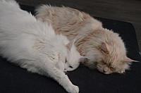 nickybaer_katzenfoto_201310_010