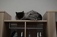 nickybaer_katzenfoto_201310_013